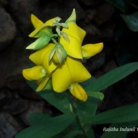 <i>Crotalaria retusa</i>  L.